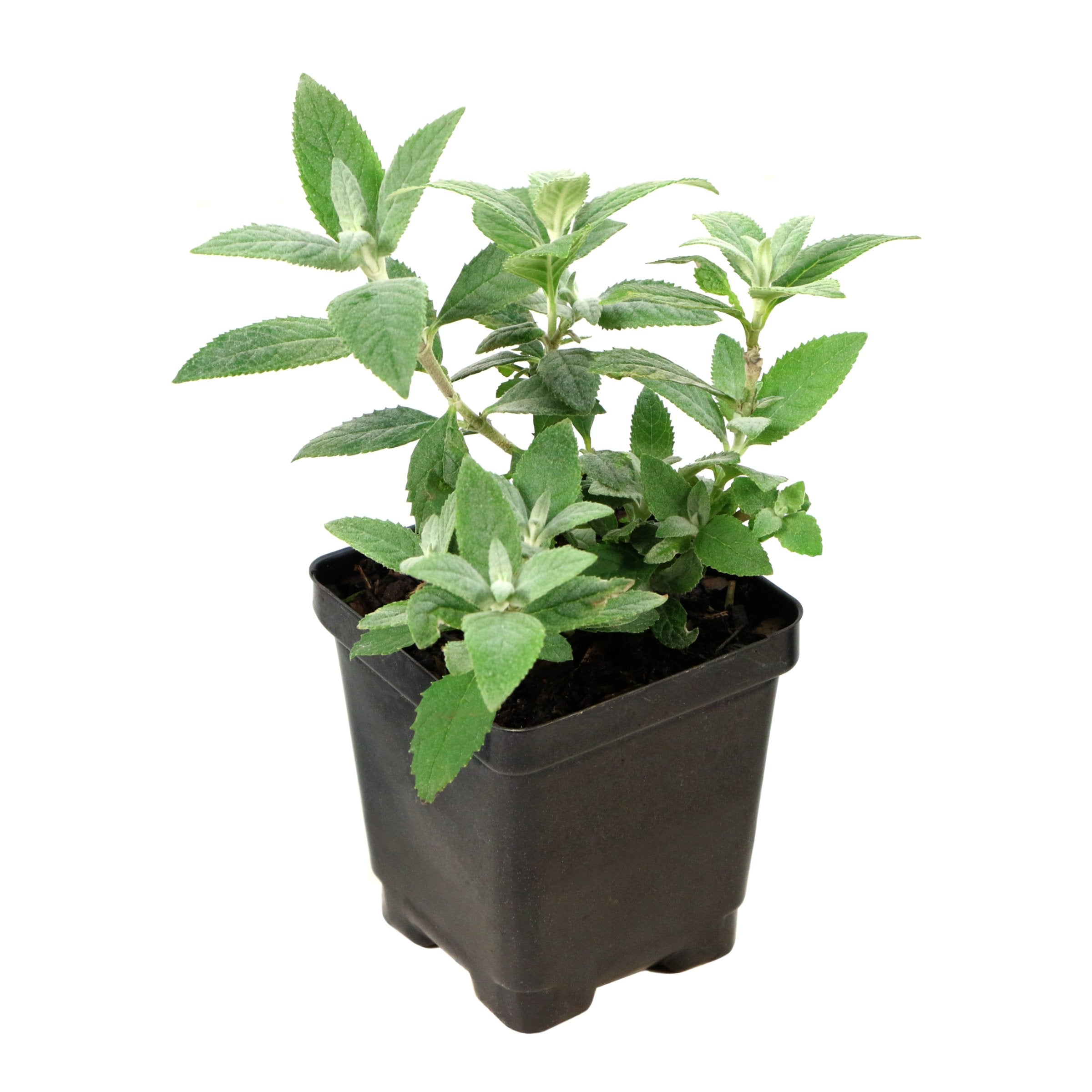 Petunia Easy Wave® 'Violet' - 3.25" Pot