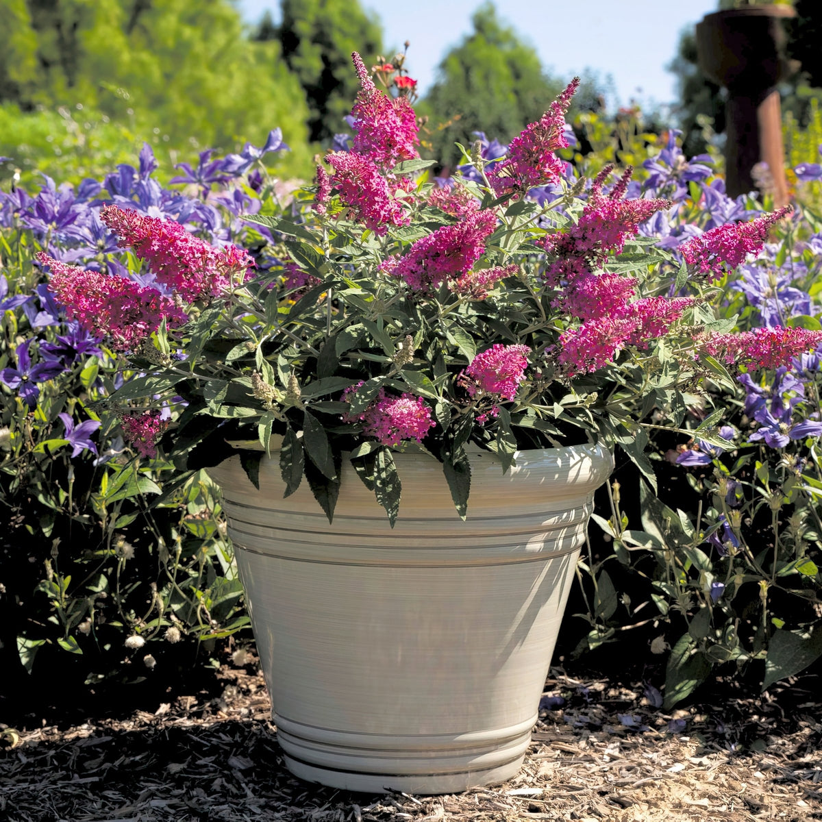 Buddleia Dapper® Pink Butterfly Bush - 4" Pot