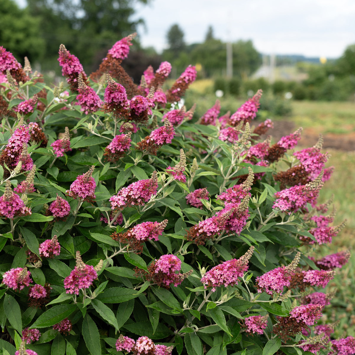 Buddleia Dapper® Pink Butterfly Bush - 4" Pot