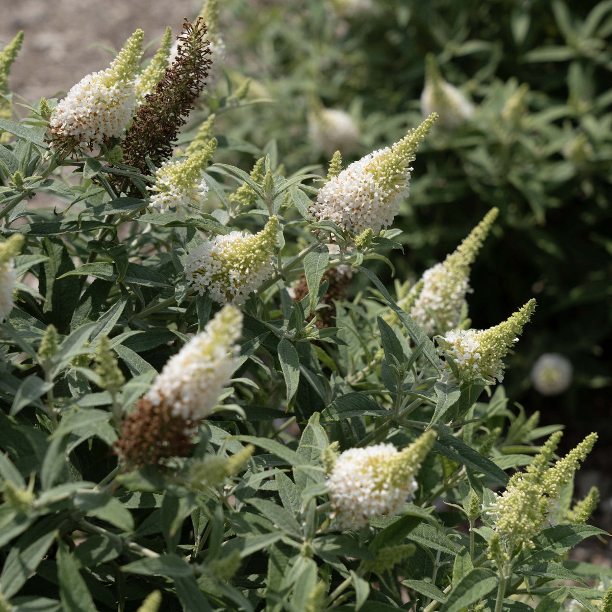 Buddleia Dapper™ White Butterfly Bush - 4" Pot