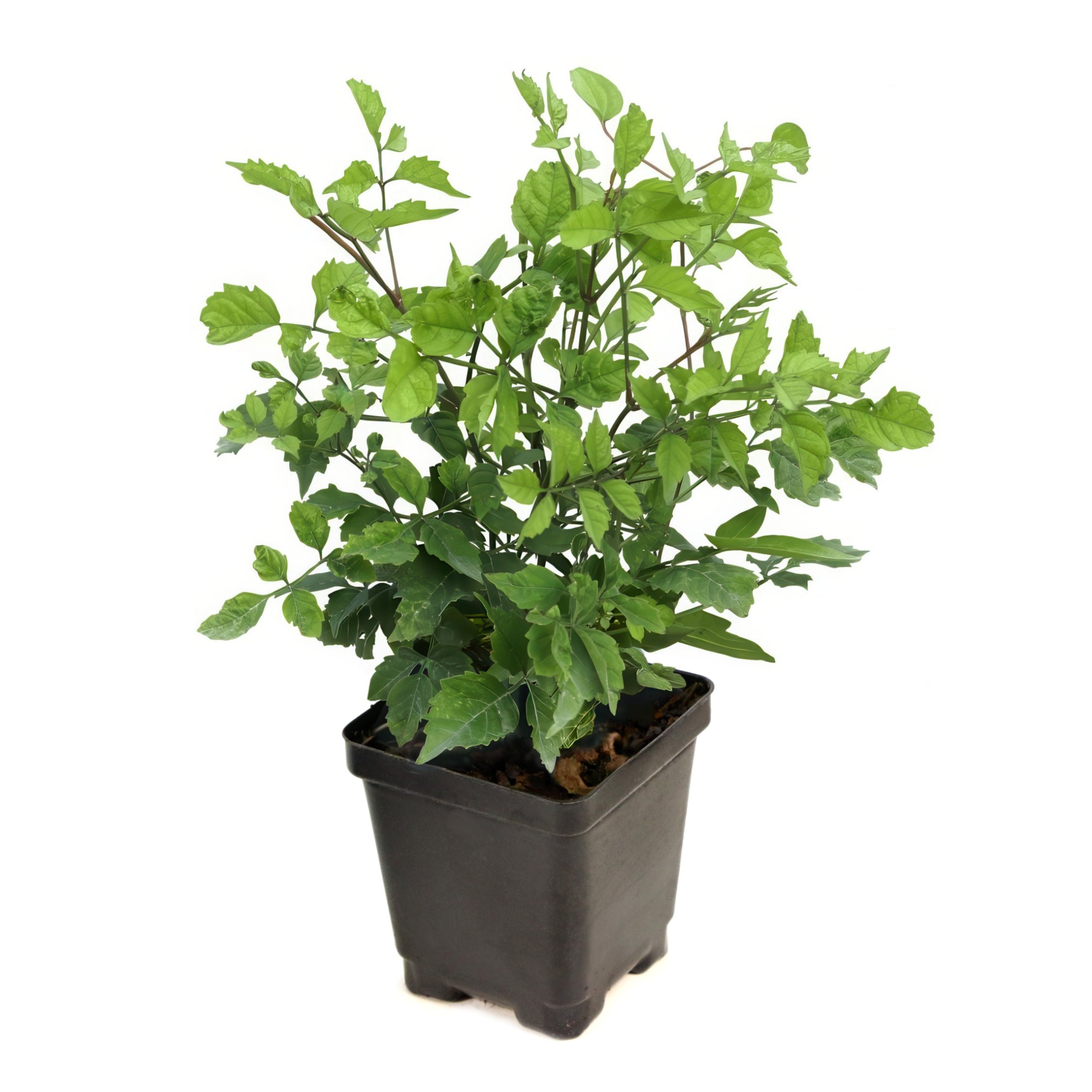 Campsis Hot Lips - 3.25" Pot