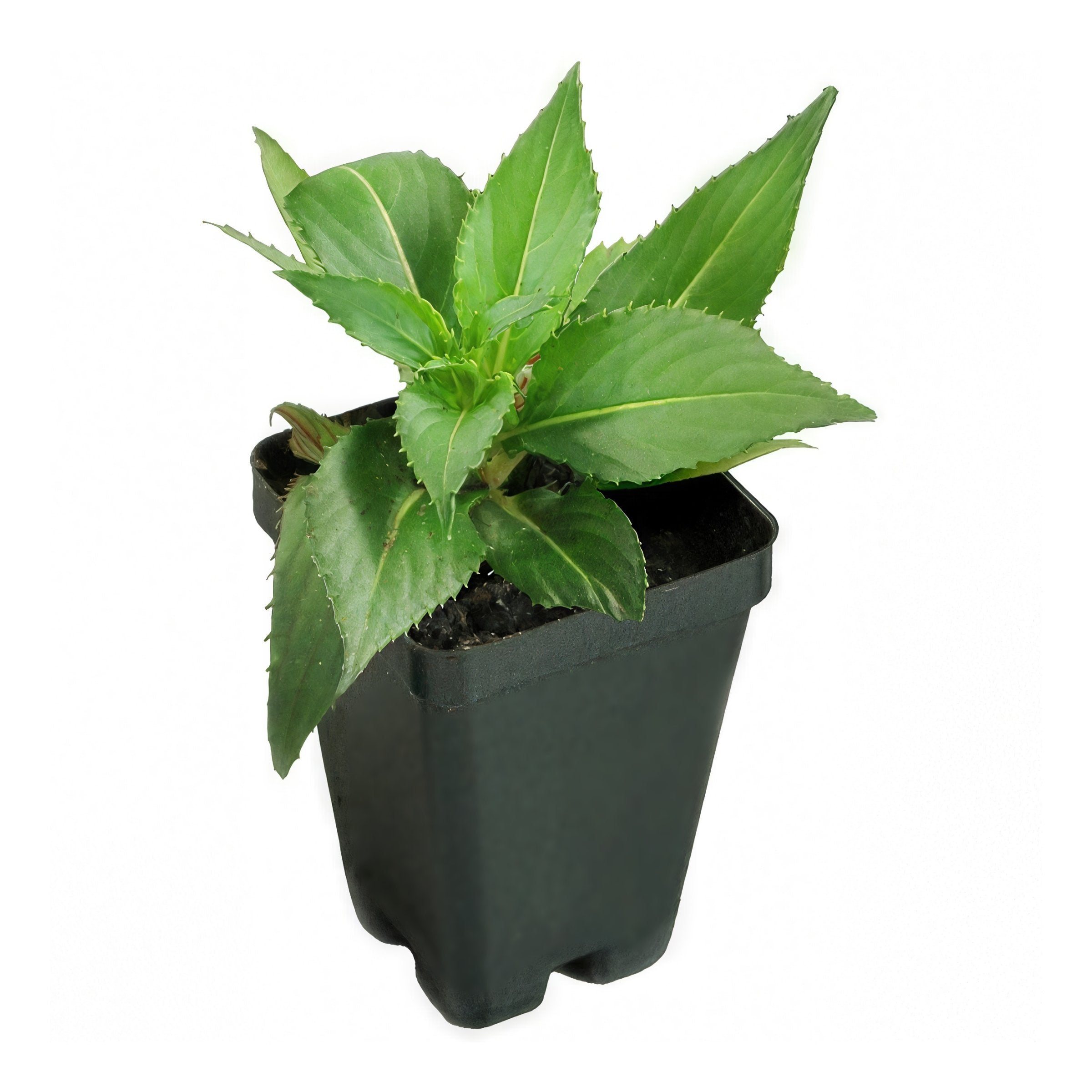 Berry Bliss SunPatiens® Royal Magenta - 2.5" Pot, SPRING PREORDER