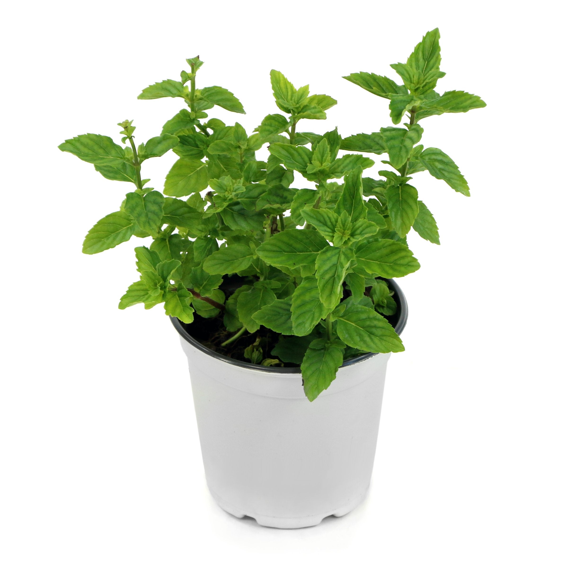 Mentha Spearmint - 10" Hanging Basket