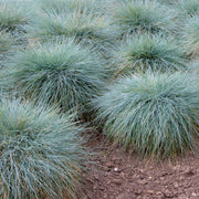 Elijah Blue' Fescue - 4" Pot, SPRING PREORDER