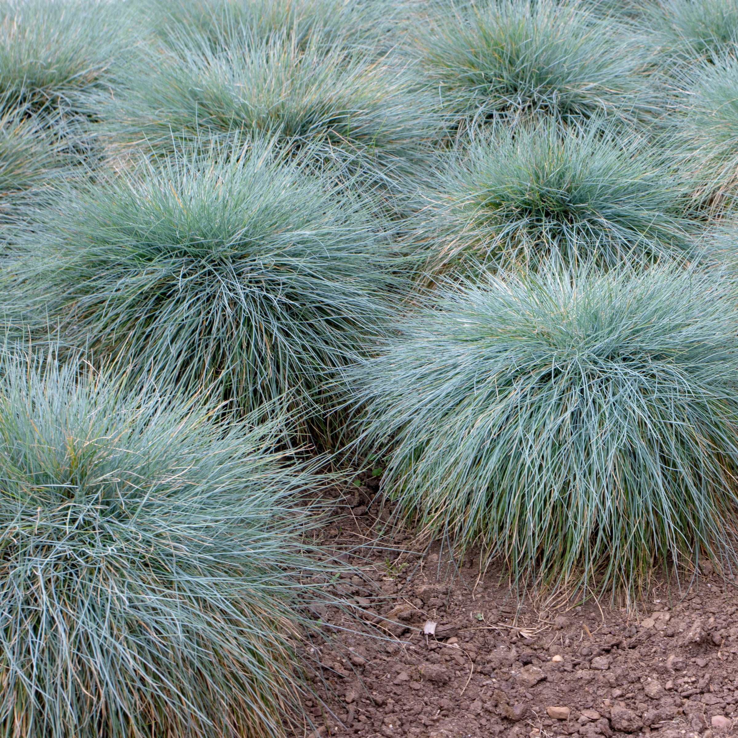 Elijah Blue' Fescue - 4" Pot, SPRING PREORDER