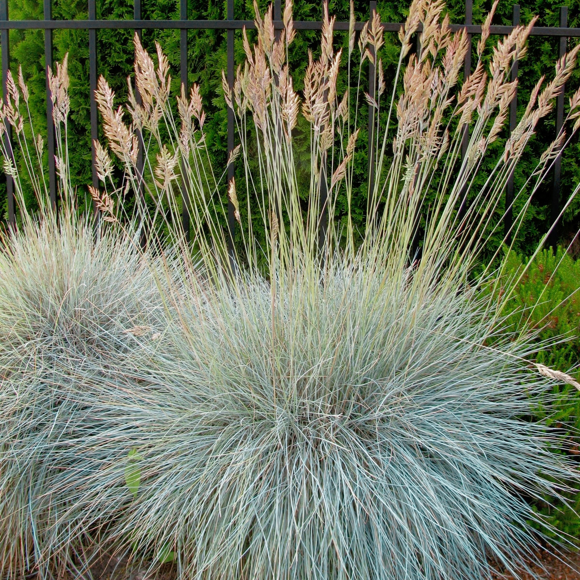 Elijah Blue' Fescue - 4" Pot, SPRING PREORDER