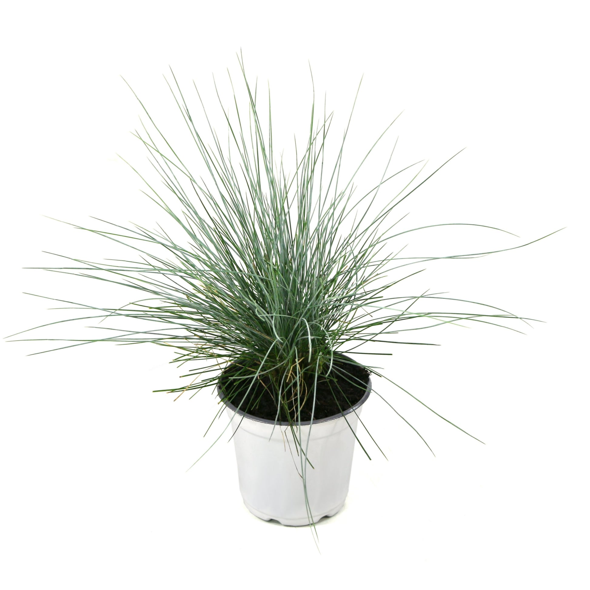 plastic grass plants Pink Muhly Grass - 4" Pot