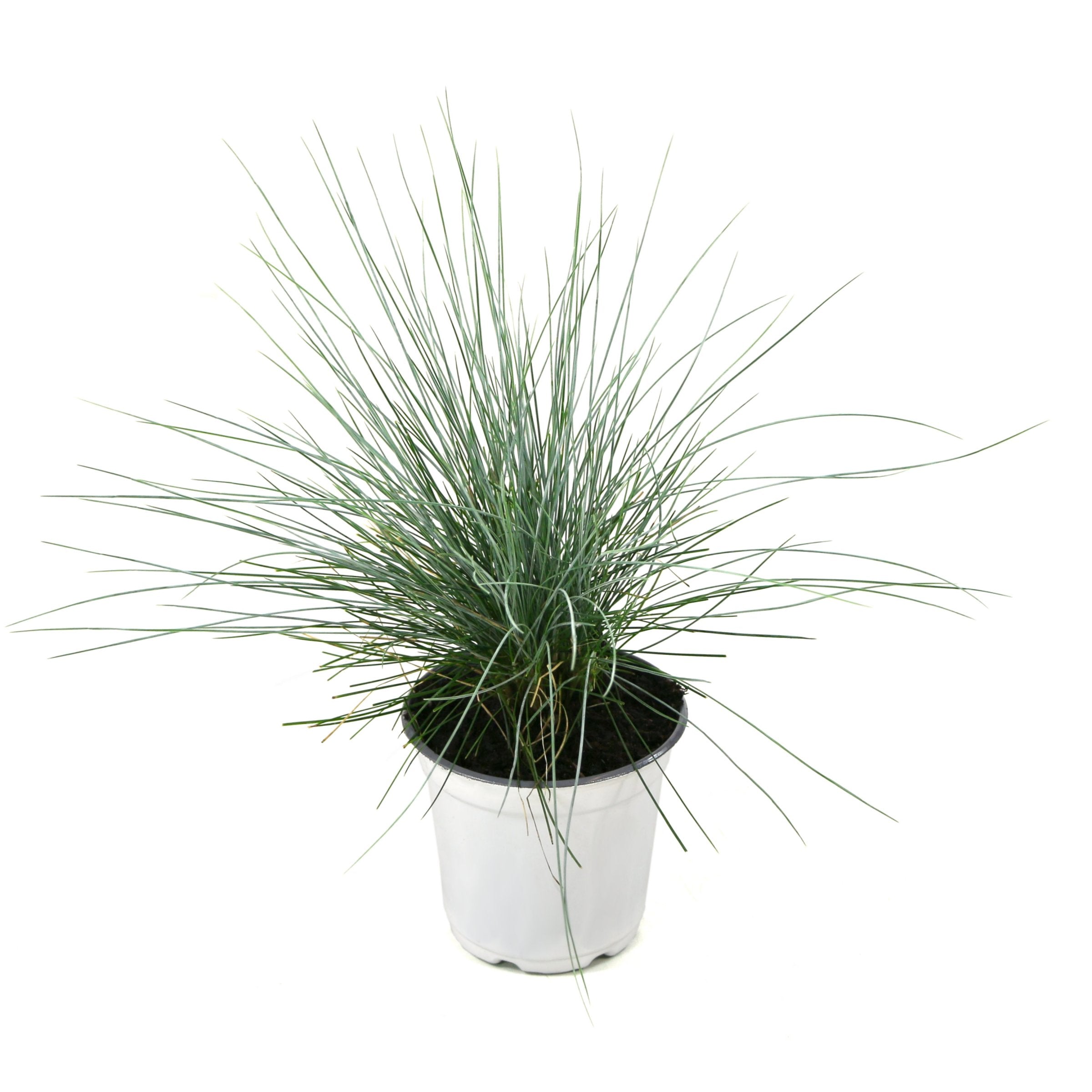 Pink Muhly Grass - 4" Pot - Plant with Purpose® Collection