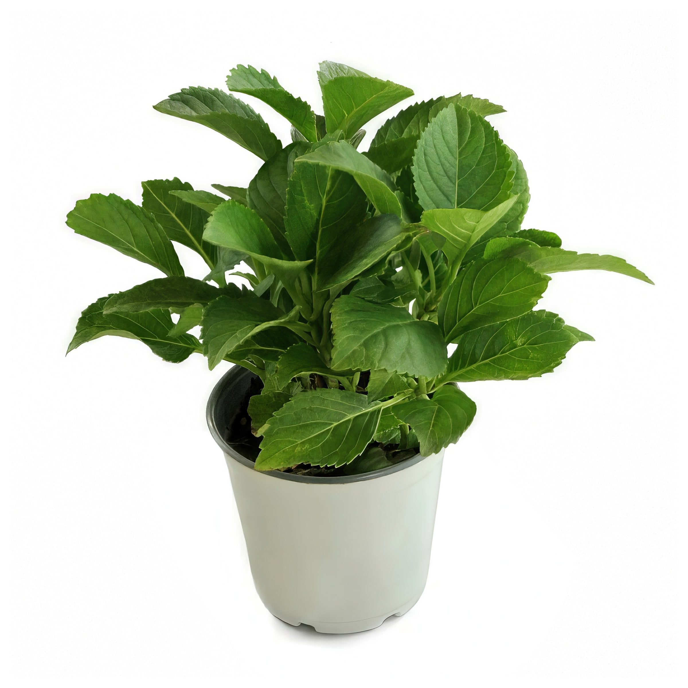 Hydrangea Cherry Explosion 'McKay' - 4" Pot