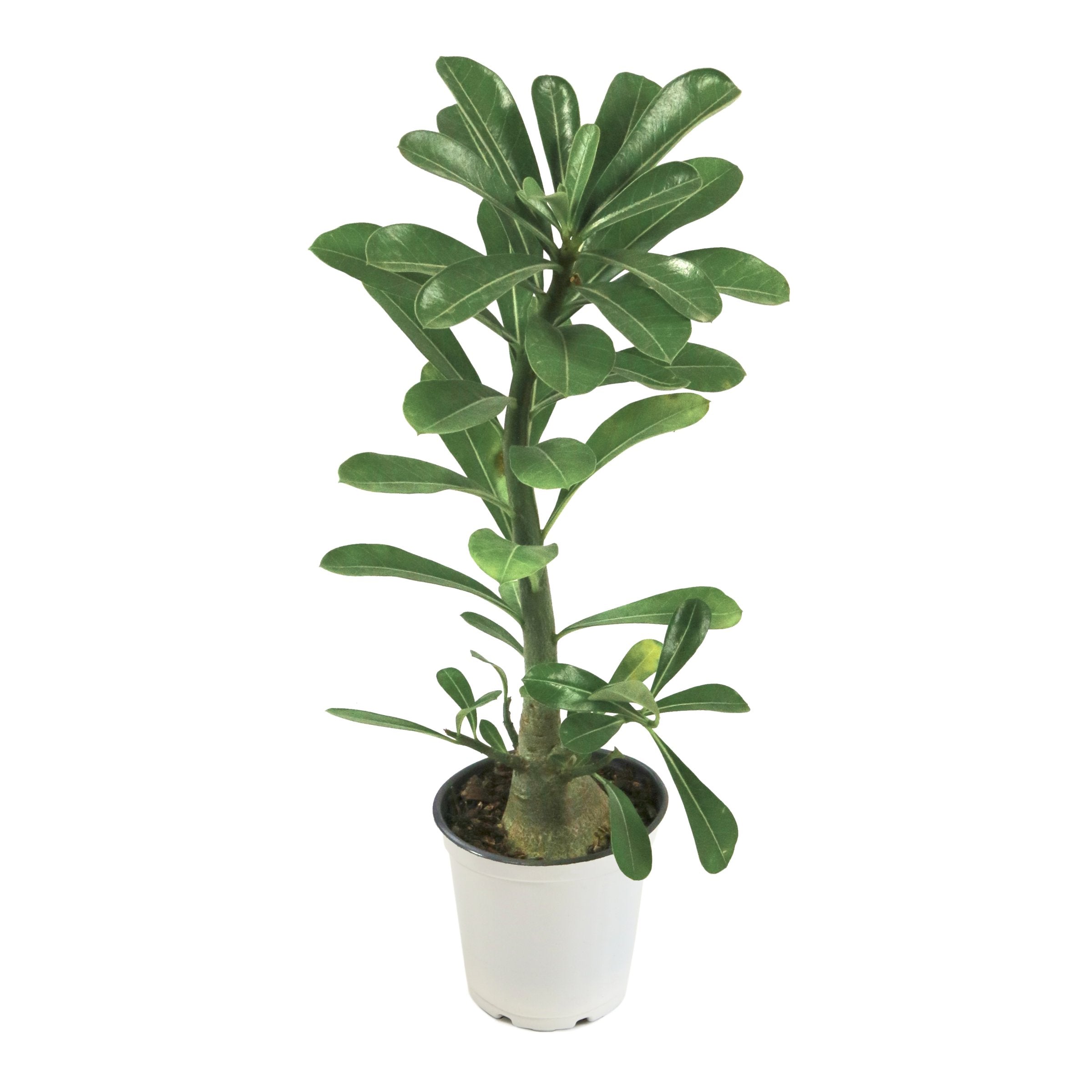 White Desert Rose - 3.25" Pot
