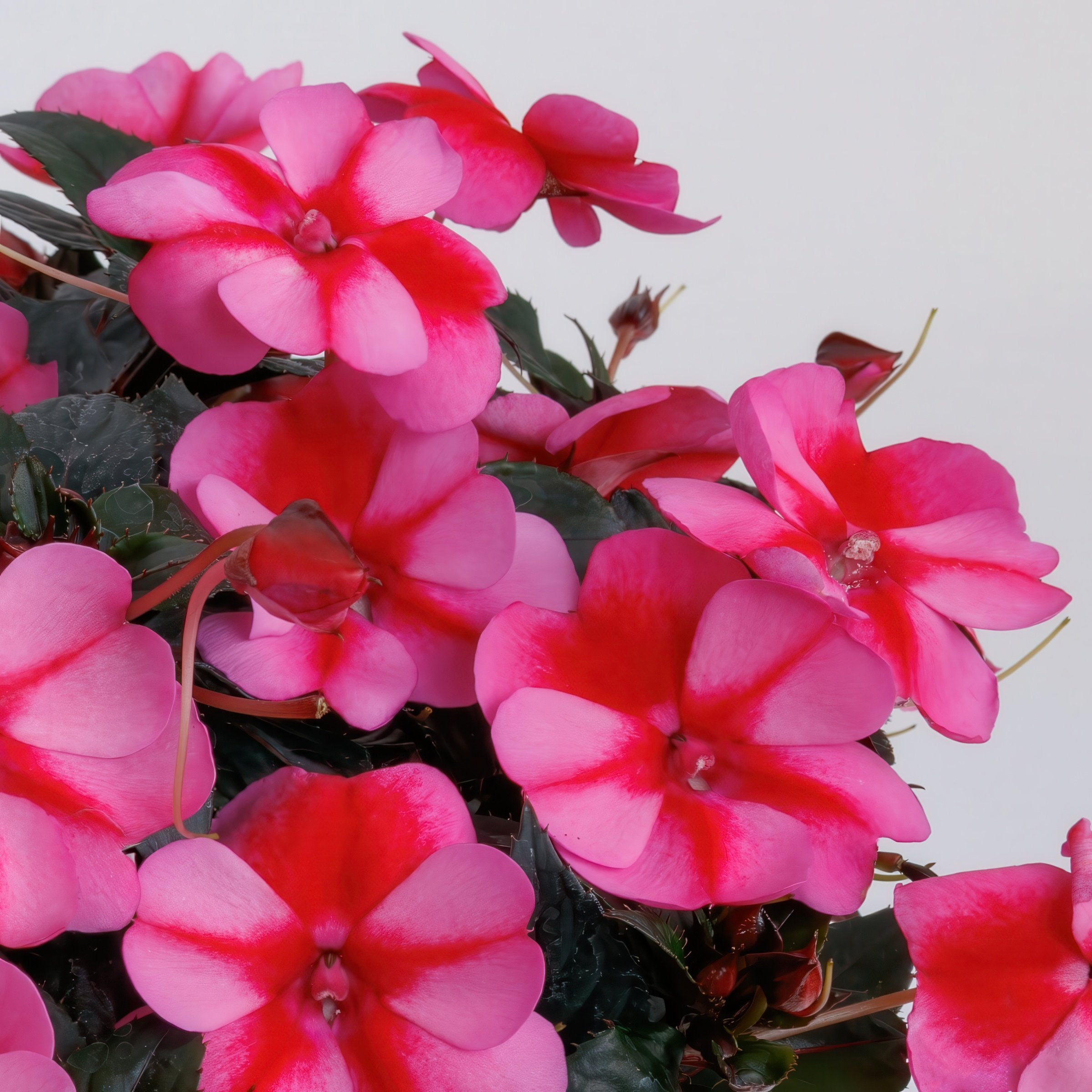 Blush & Blooms SunPatiens® Red Candy - 2.5" Pot, SPRING PREORDER