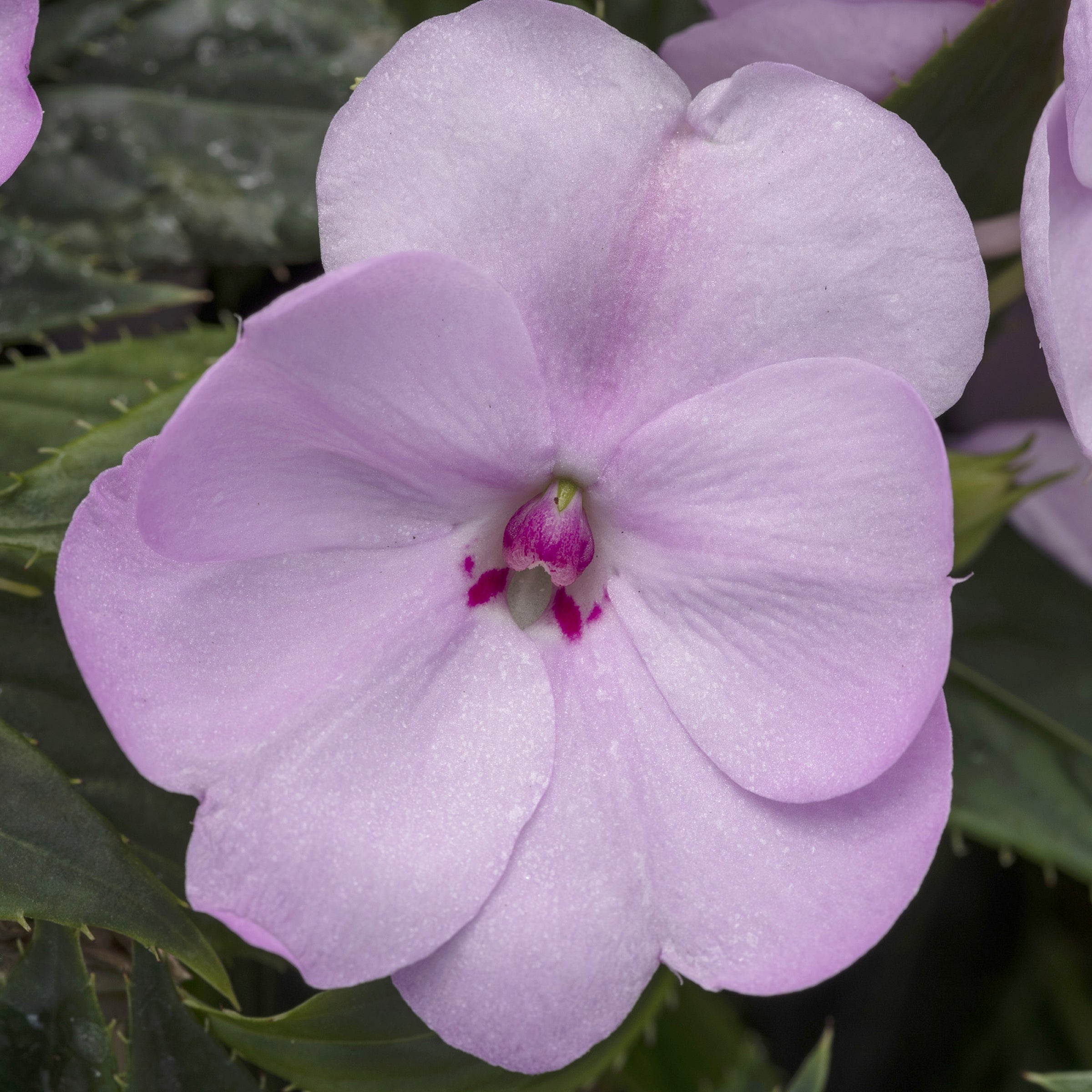 Blush & Blooms SunPatiens® Compact Orchid Blush - 2.5" Pot, SPRING PREORDER