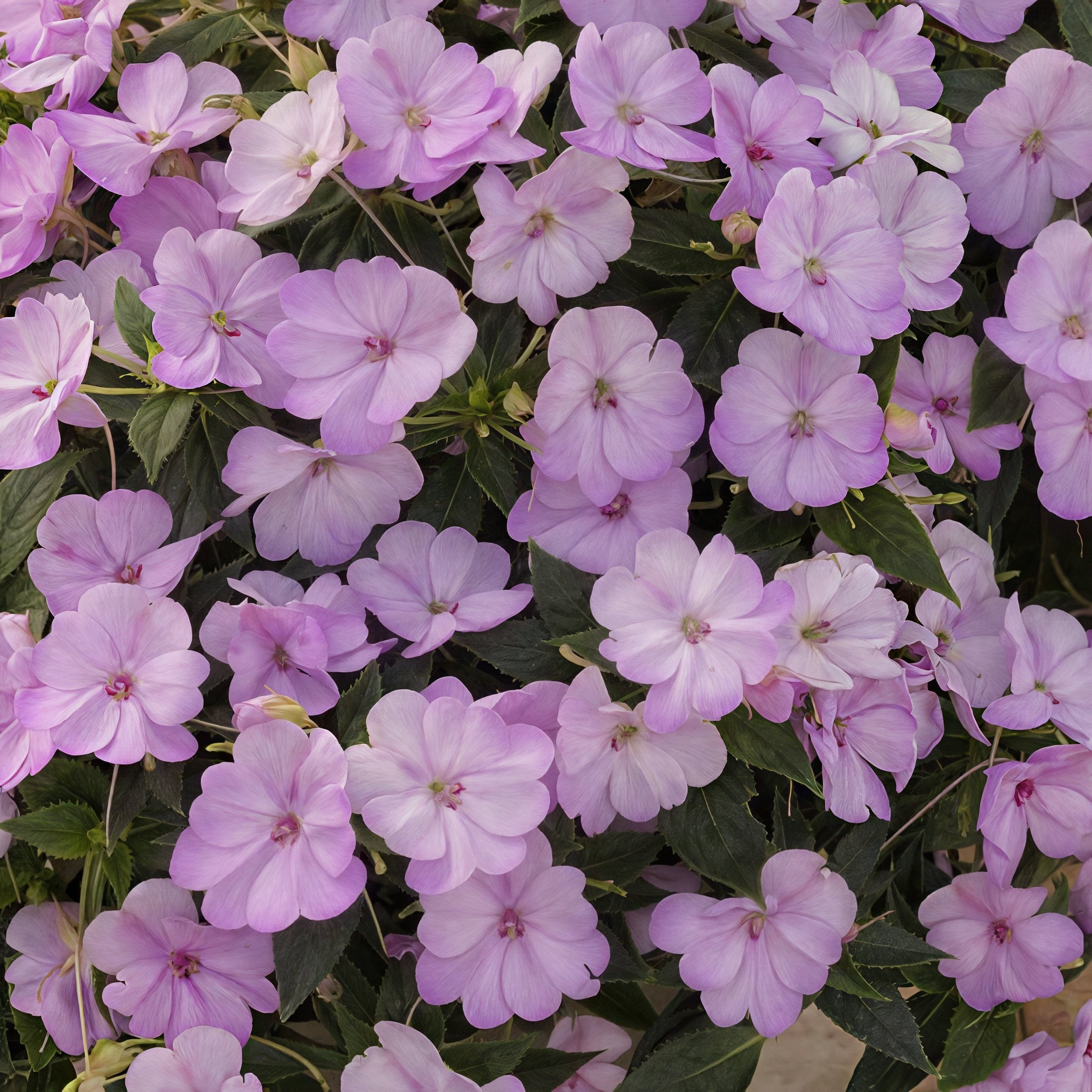 Blush & Blooms SunPatiens® Compact Orchid Blush - 2.5" Pot, SPRING PREORDER