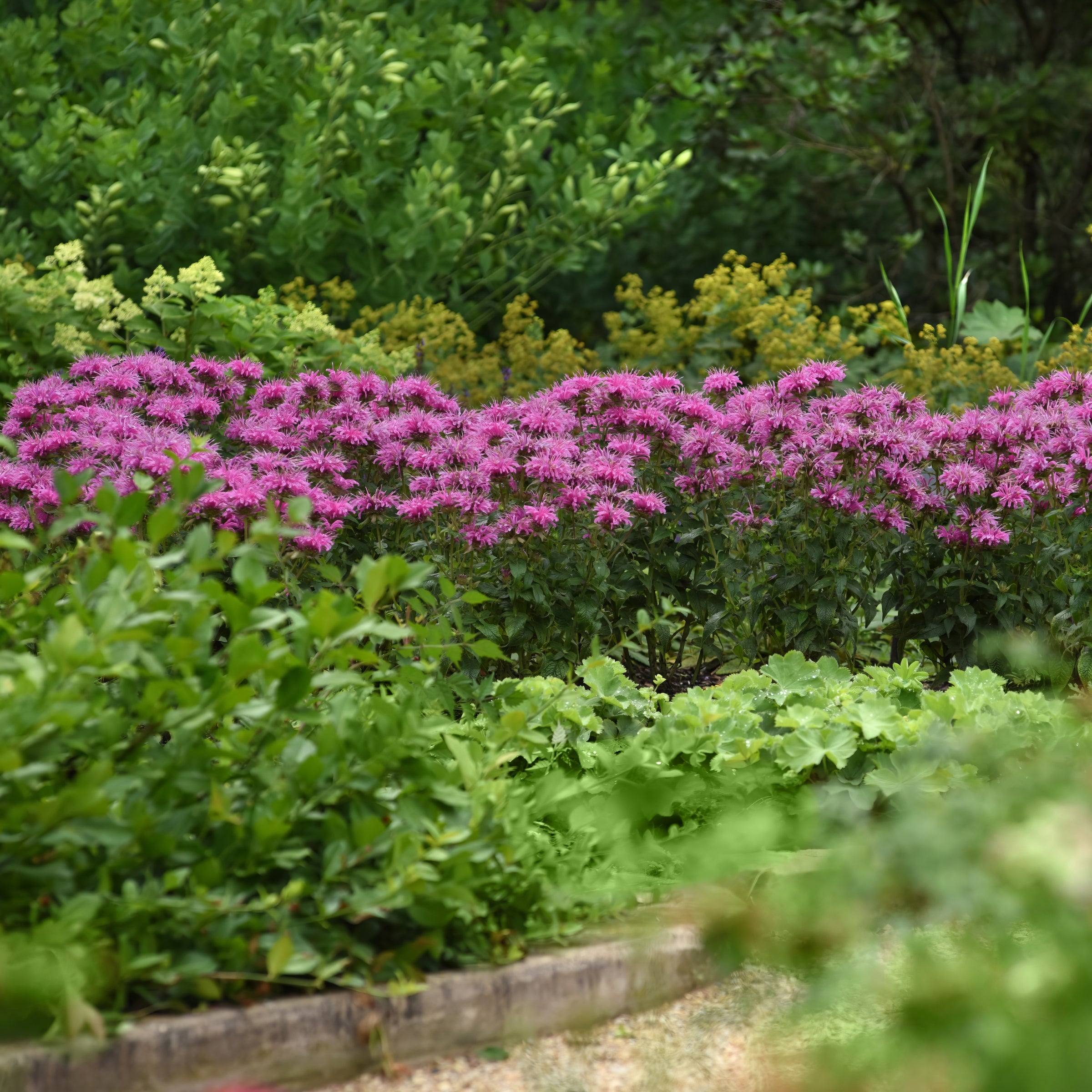 Monarda 'Balmy Pink' - 1 Gallon Pot