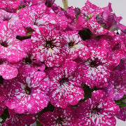 Petunia 'Starry Skies' Light Pink Sky - 4" Pot, SPRING PREORDER