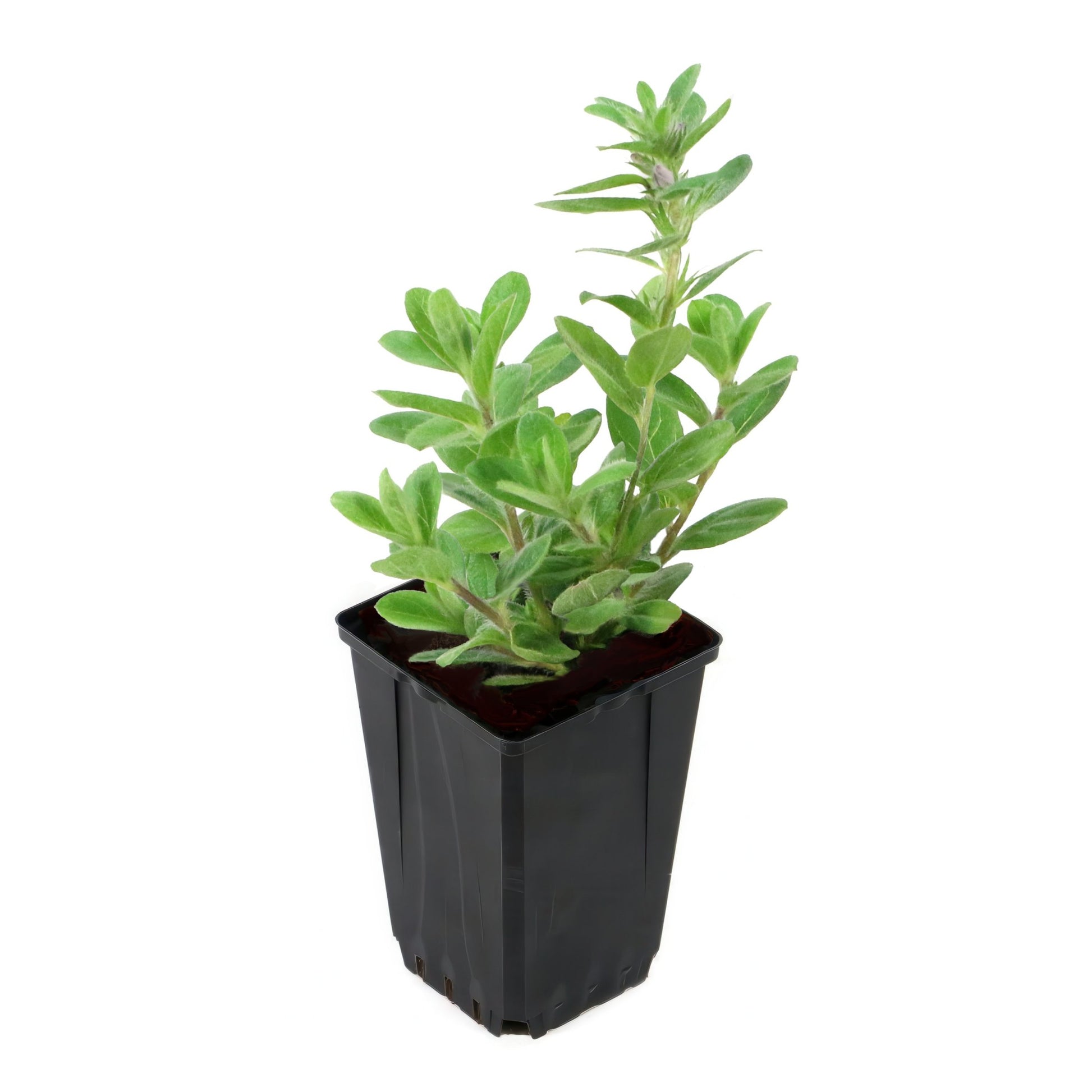 indoor plant of the month club Houseplant Club