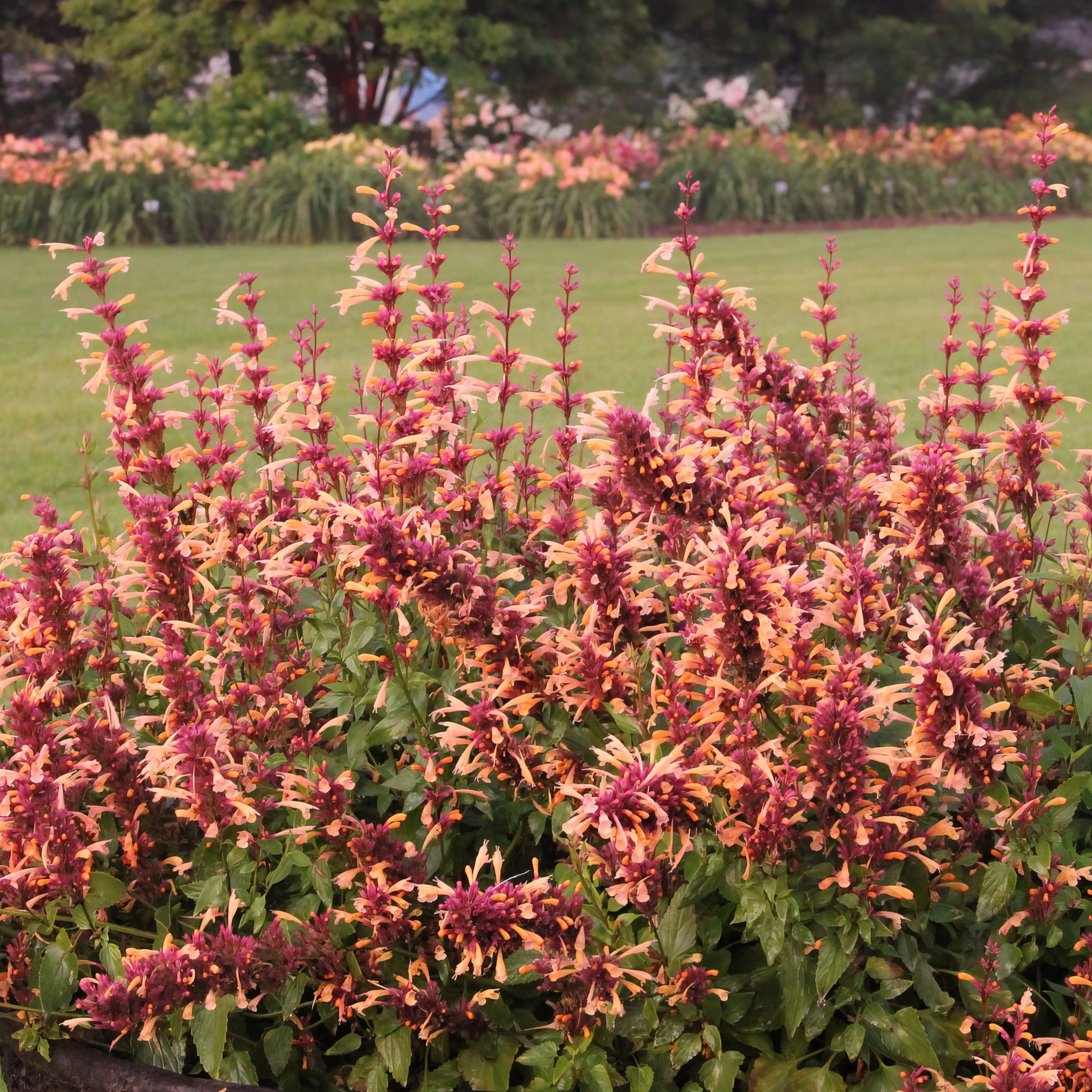 'Peachie Keen' Hummingbird Mint - 3.25" Pot, SPRING PREORDER