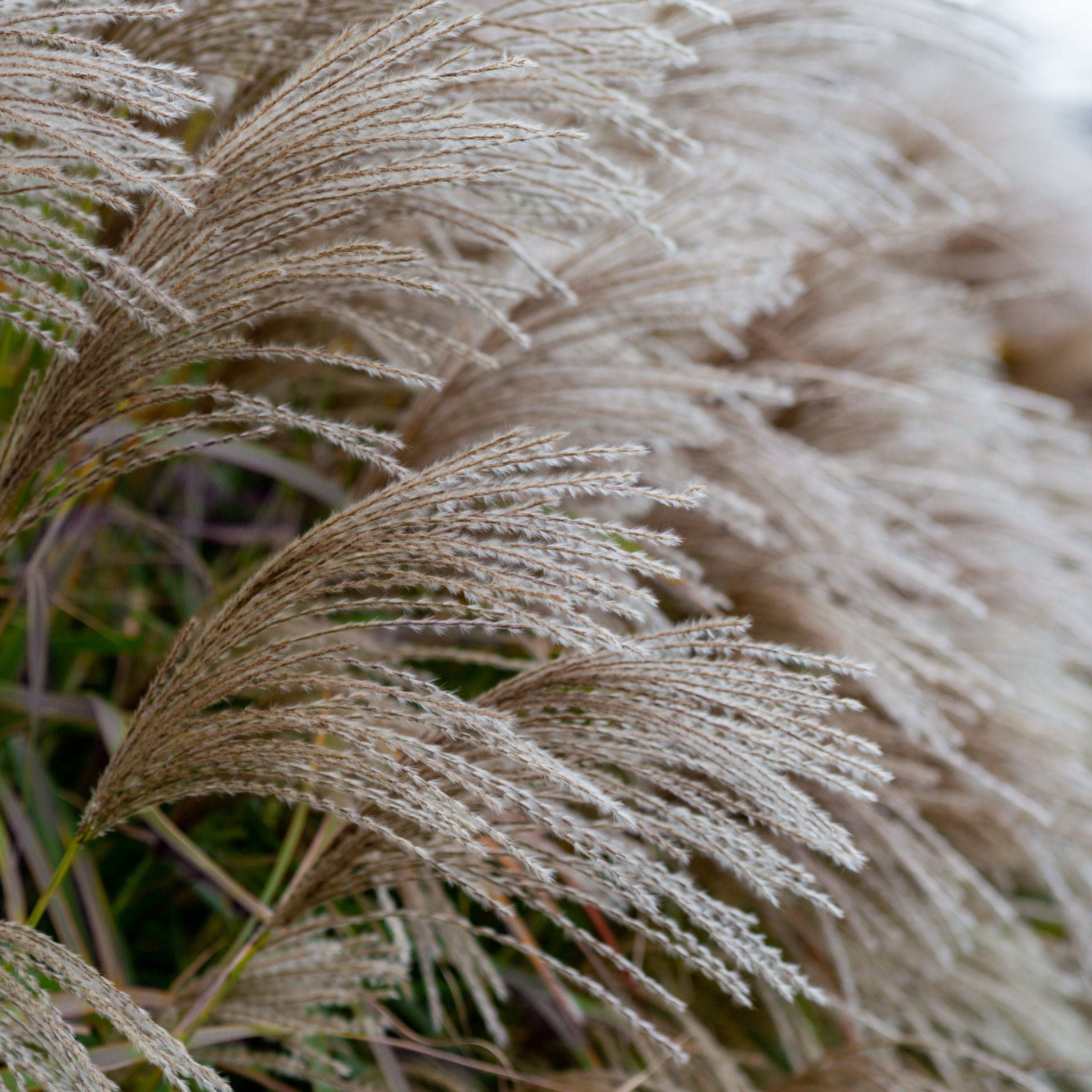 Miscanthus Oktoberfest - 4" Pot