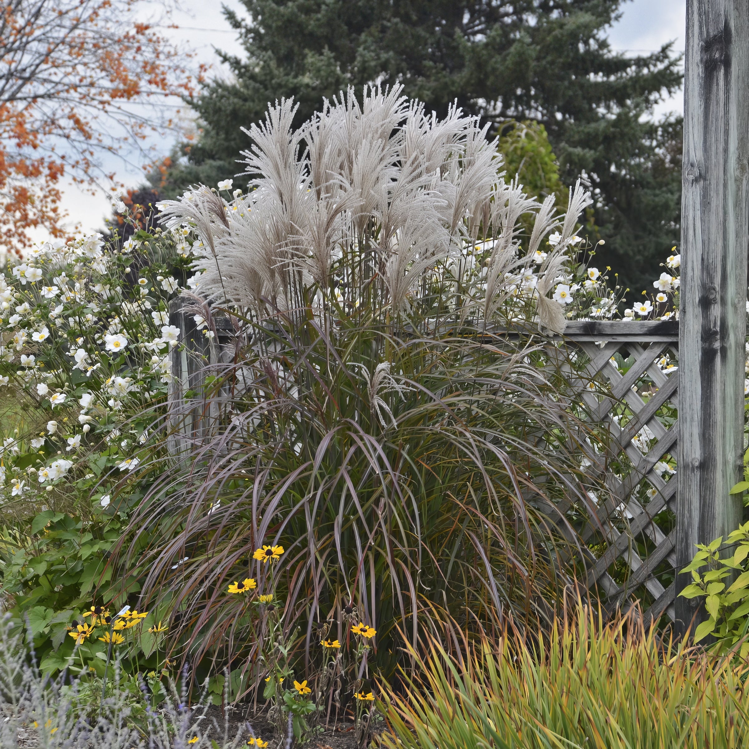Miscanthus Oktoberfest - 4" Pot