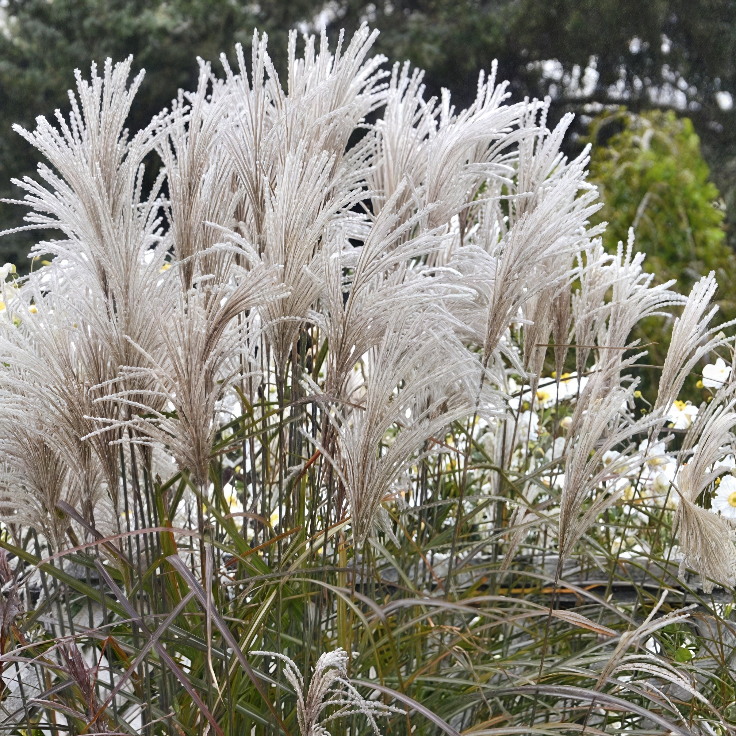 Miscanthus Oktoberfest - 4" Pot