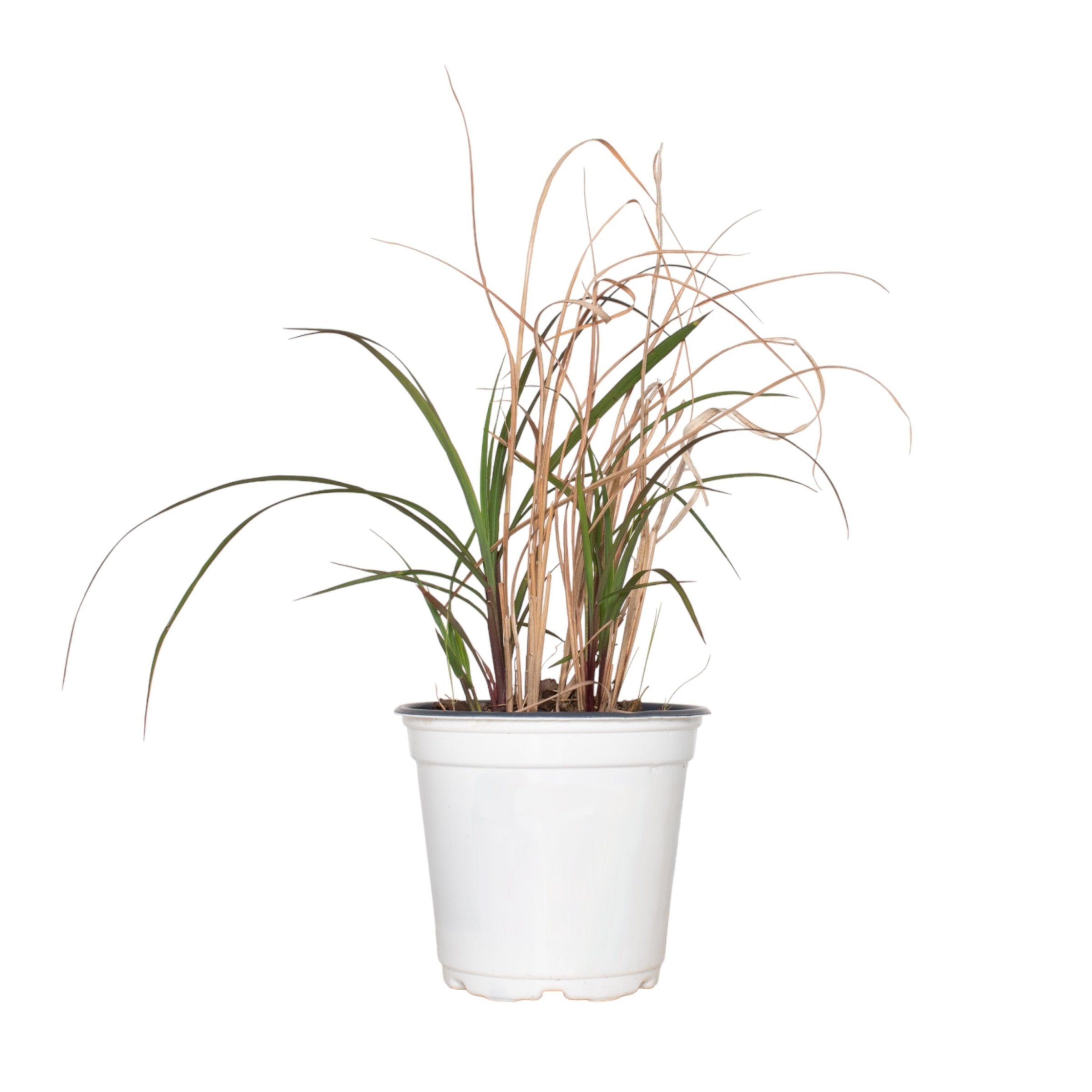 Miscanthus Oktoberfest - 4" Pot