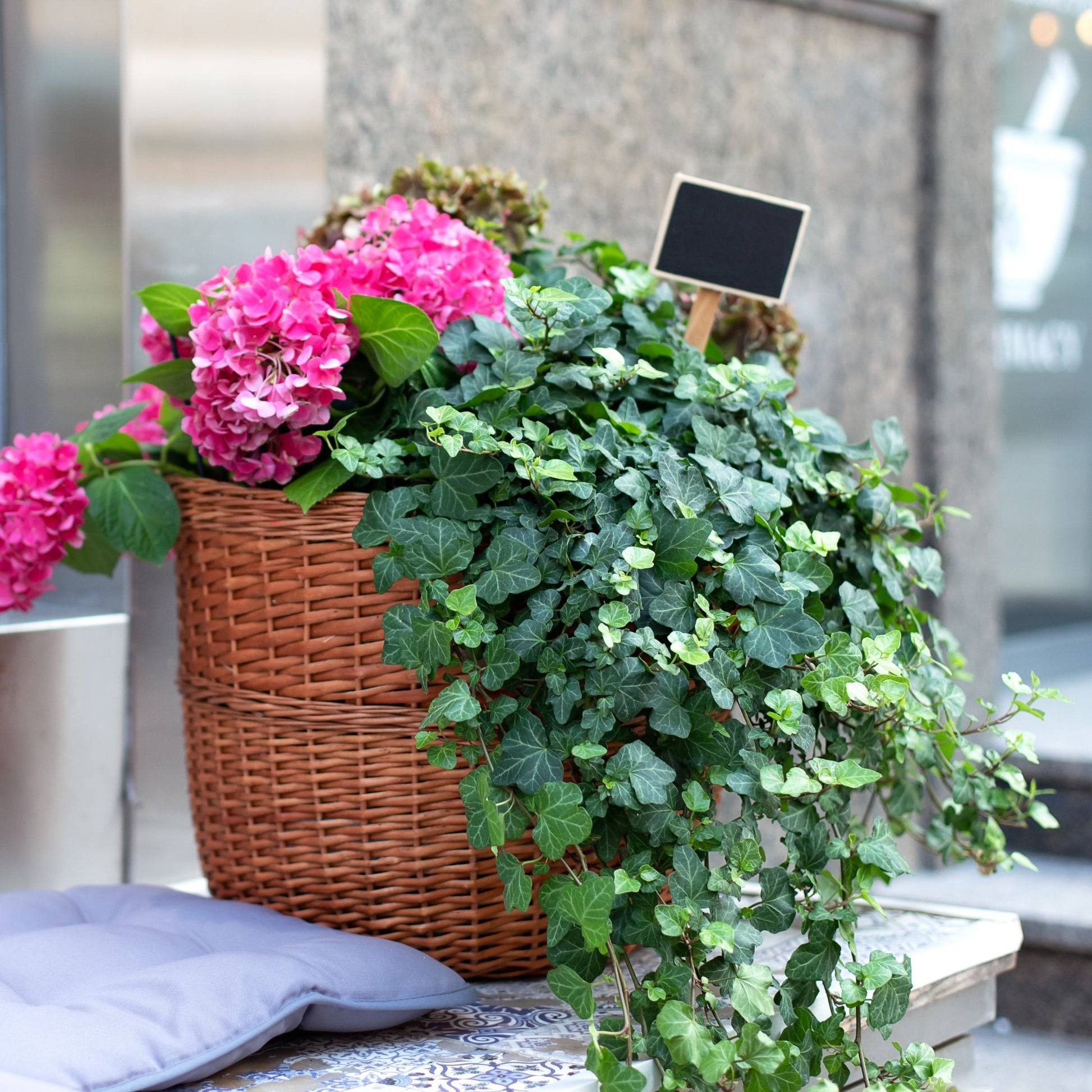 common ivy hanging plant Hedera English Ivy, 4" Pot