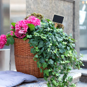 Hedera English Ivy, 4" Pot