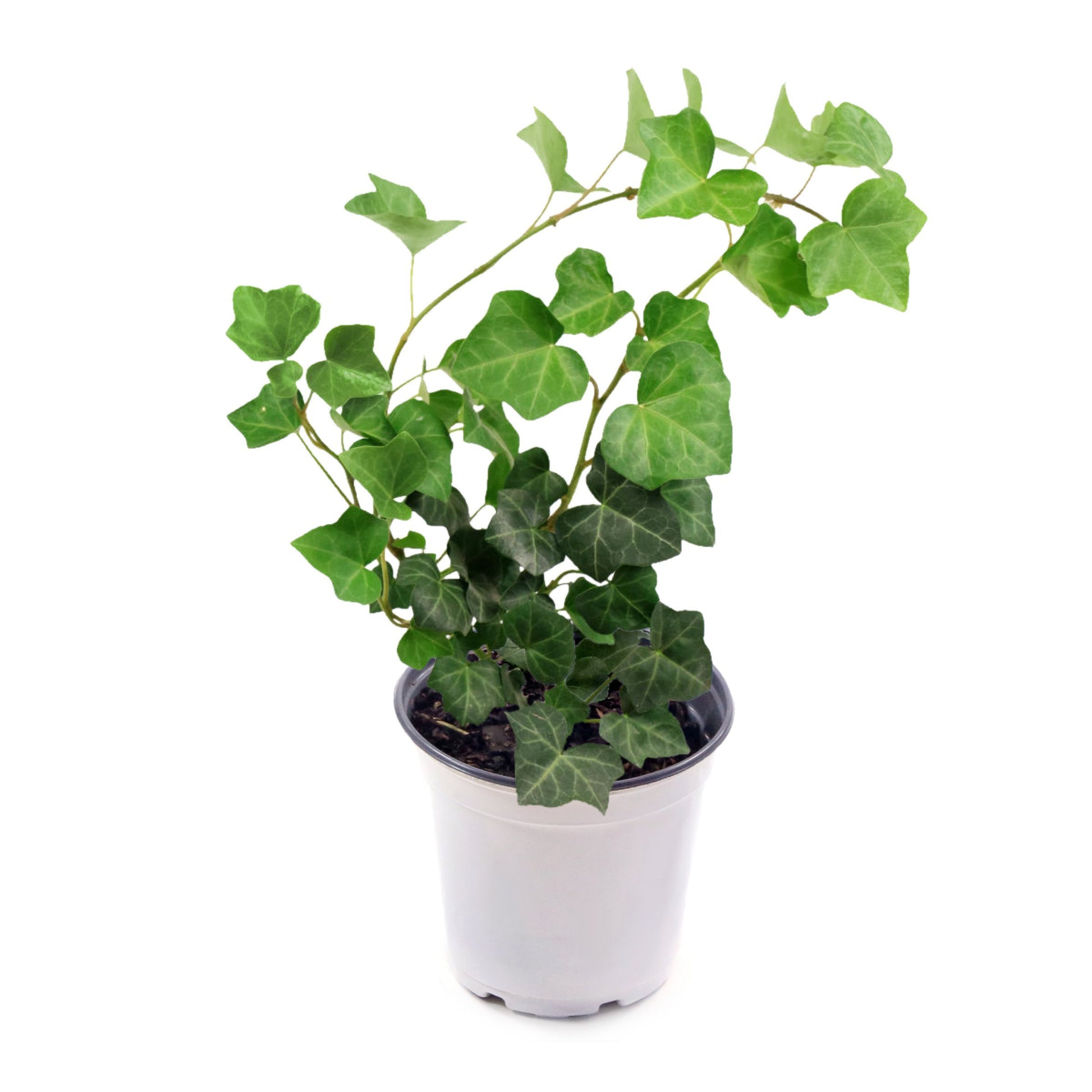 english ivy indoor house plant Hedera English Ivy, 4" Pot – Cottage Farms