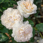 Rosa, Bolero™ Rose - 1 piece - Bare Root