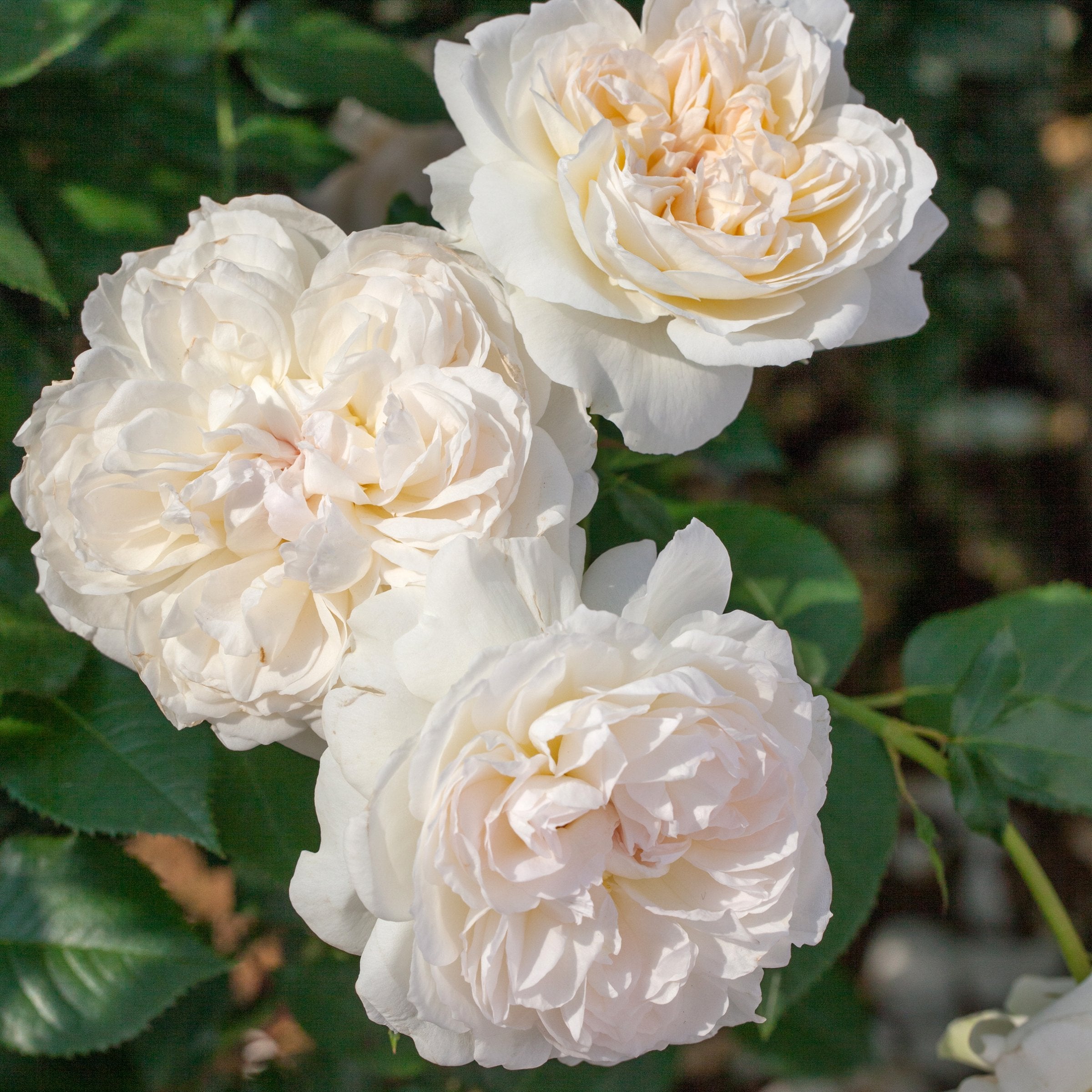 Rosa, Bolero™ Rose - 1 piece - Bare Root
