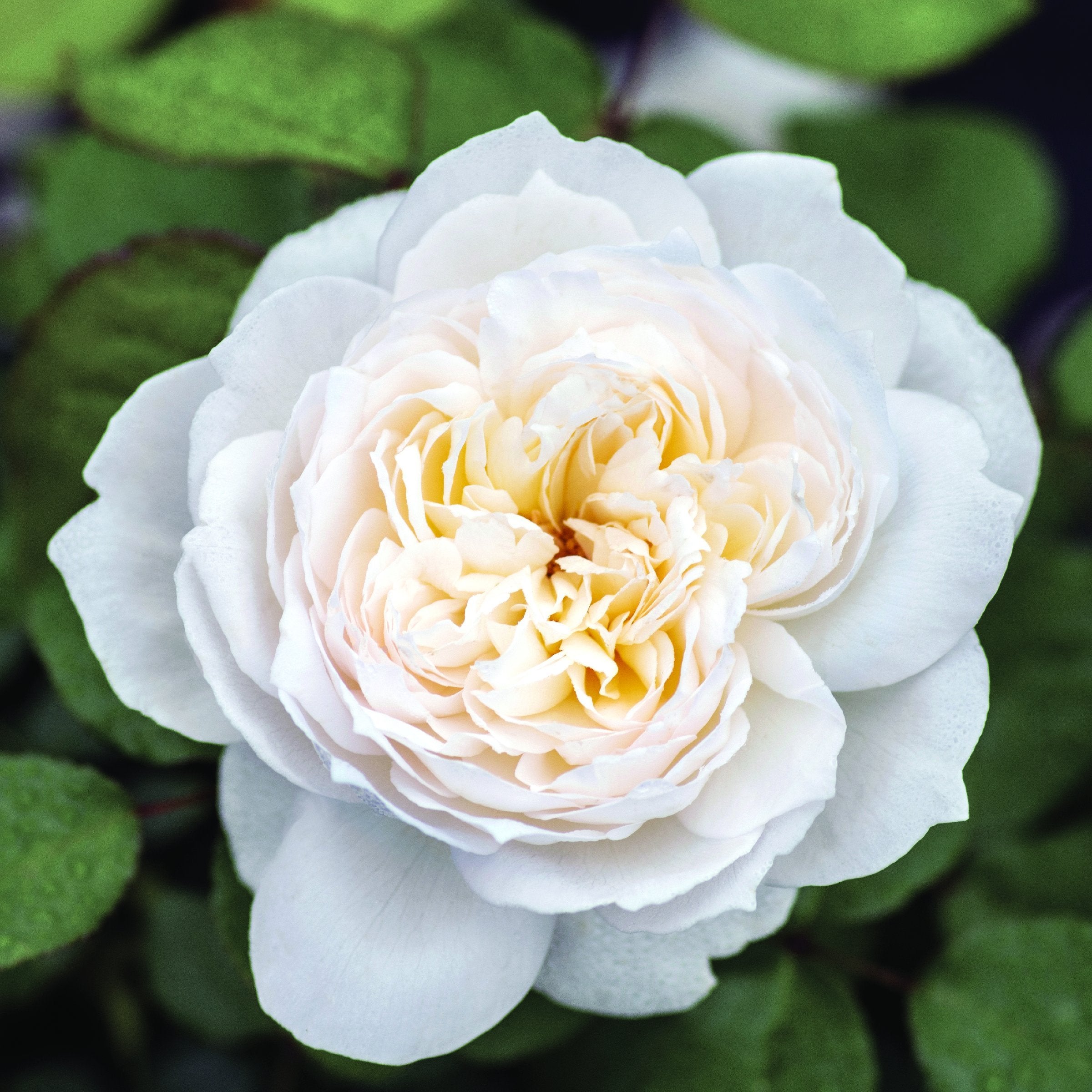 Rosa, Bolero™ Rose - 1 piece - Bare Root