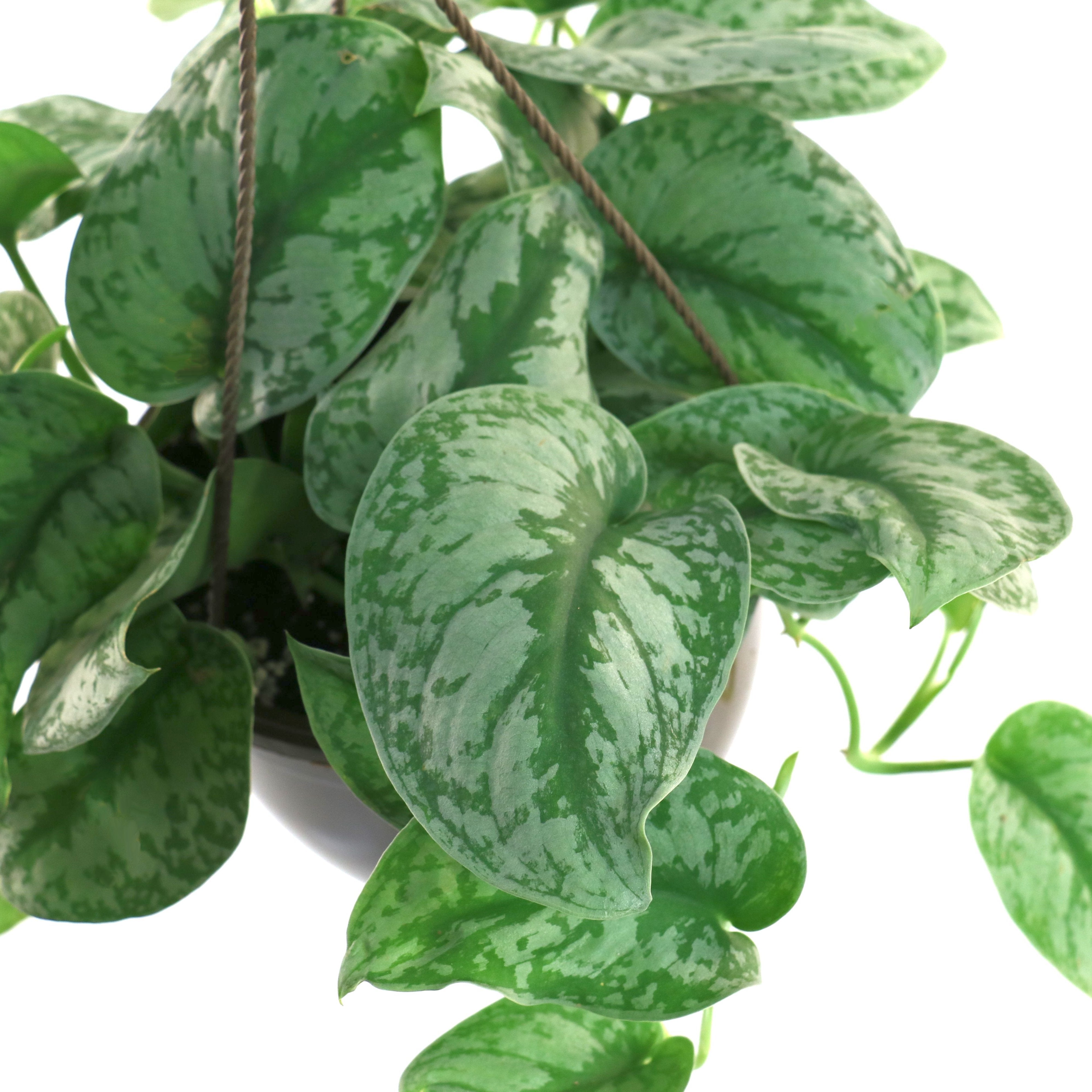 Scindapsus Silvery Ann - 5.5" Pot