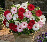 Hibiscus Luna Multicolored   - 1 Gallon Pot