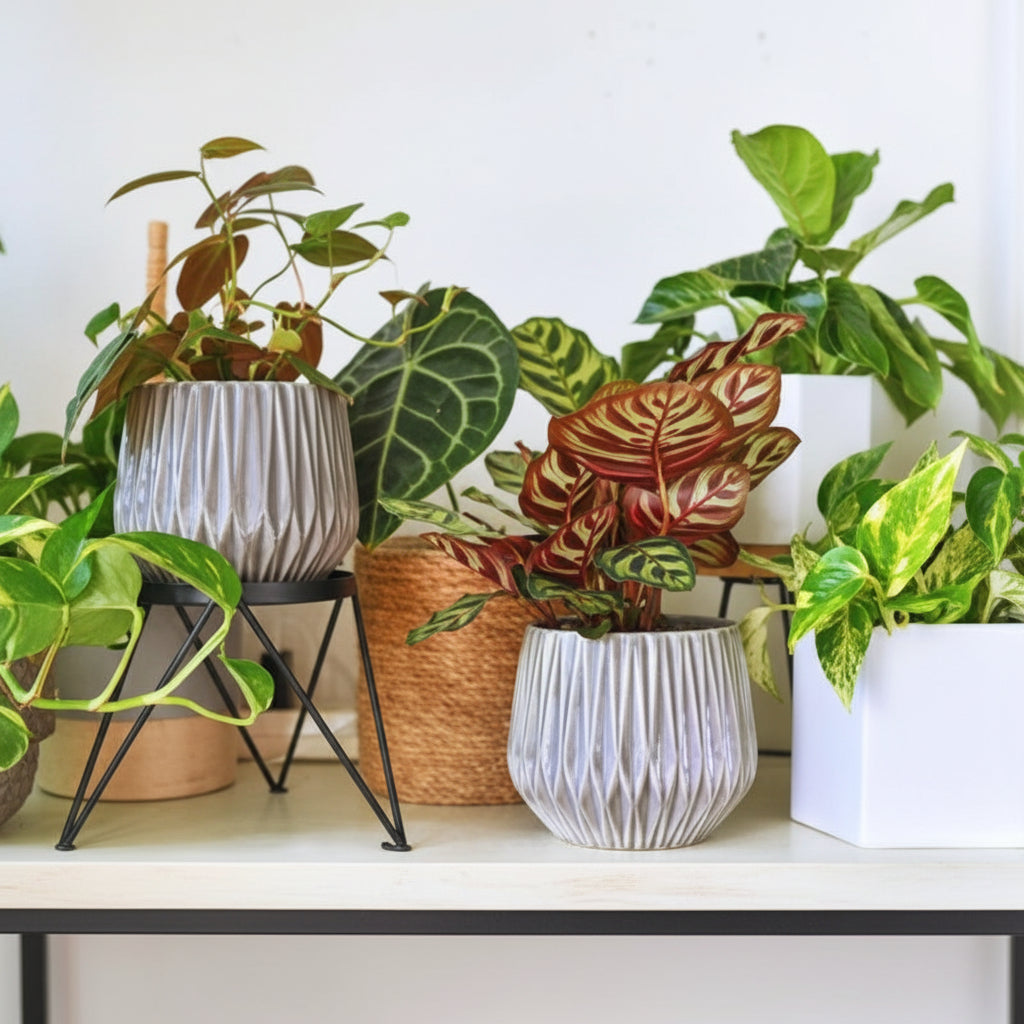 My Garden Box, Original DIY Box - Delivered Monthly, FREE SHIPPING!