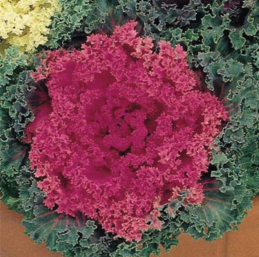 4-Piece Assorted Ornamental Flowering Kale – 4" Pot