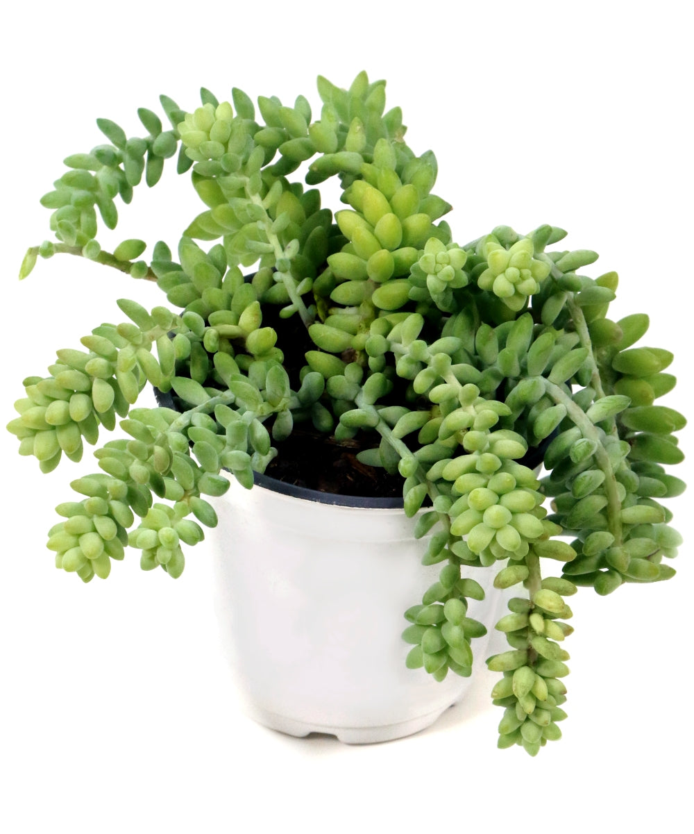Sedum 'Burrito' - 8" Hanging Basket  (PICK UP ONLY)