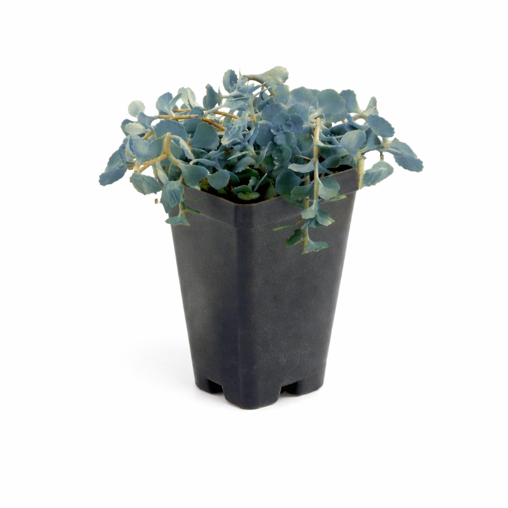Blue Pearl Sunsparker® Sedum - 2.5" Pot