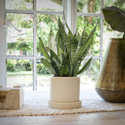 Sansevieria Snake Plant - 5.5 in. Pot (Stacy's Garden Fundraiser)
