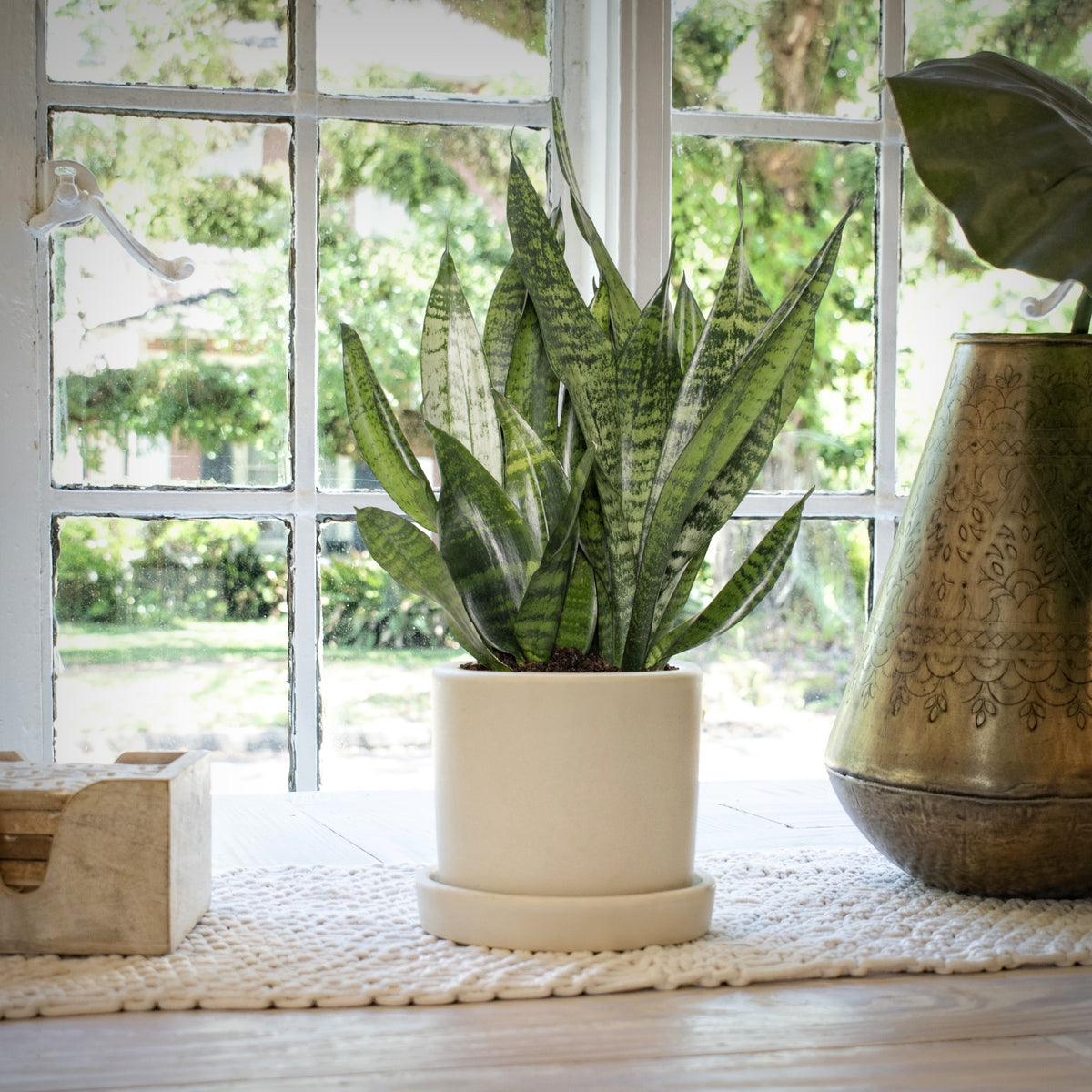 Sansevieria Snake Plant - 5.5 in. Pot (Stacy's Garden Fundraiser)