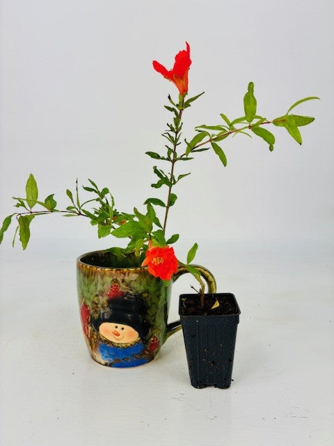 Cottage Farms Direct