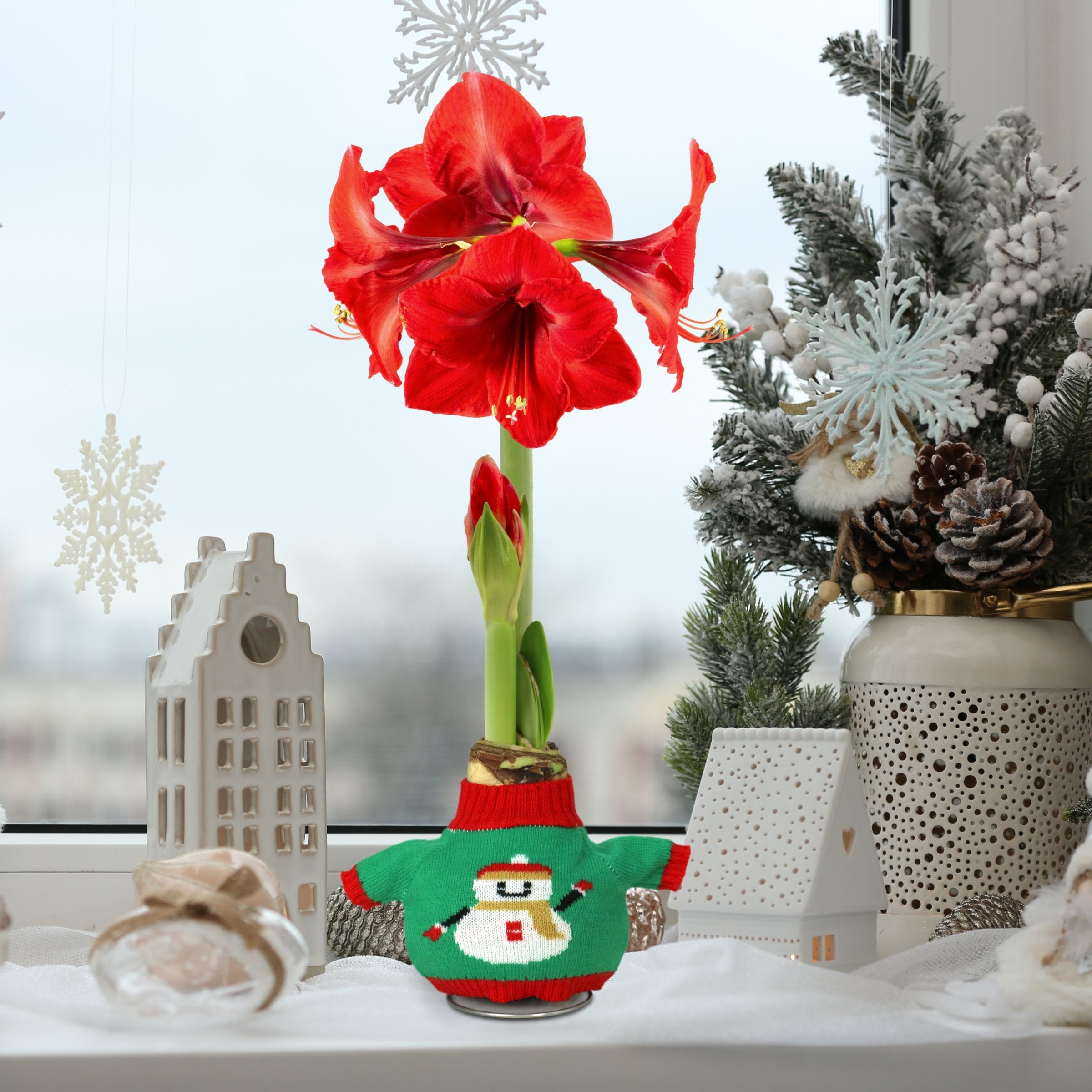 1-Piece Waxed Amaryllis w/Snowman Sweater