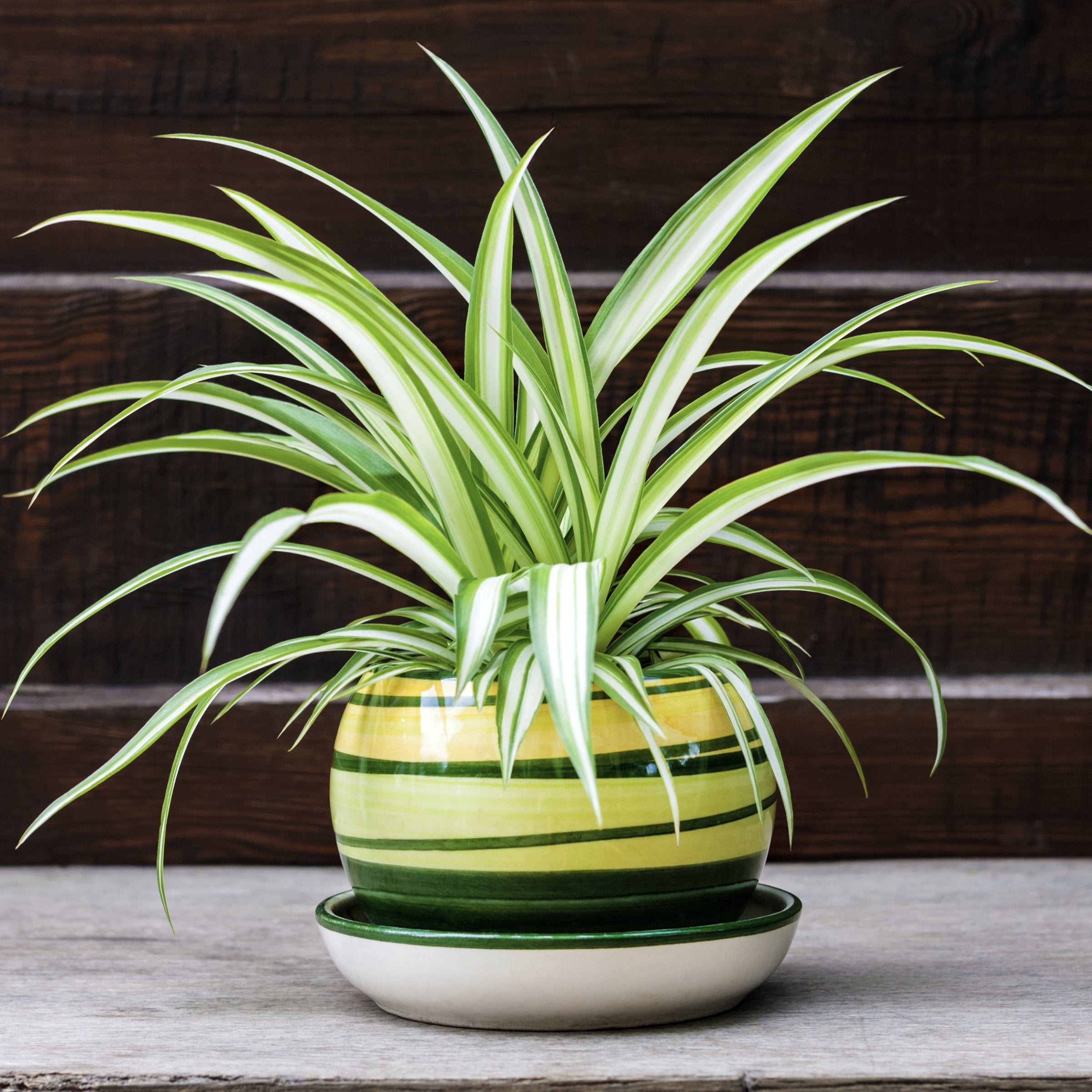 Pet Friendly Plant Club - Delivered Monthly, FREE SHIPPING!