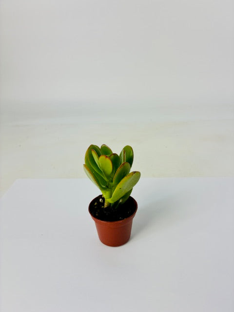 Cottage Farms Direct