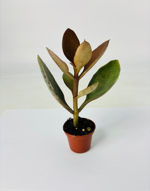 Cottage Farms Direct