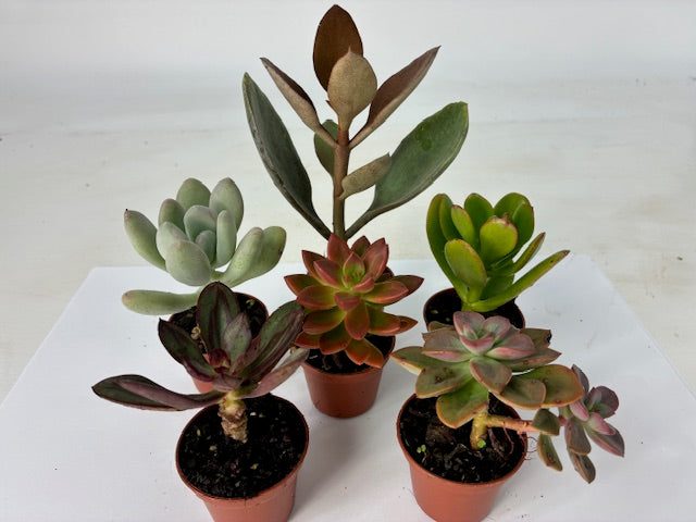 Cottage Farms Direct