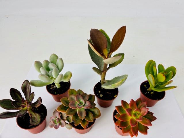 Cottage Farms Direct