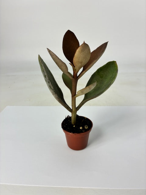 Cottage Farms Direct