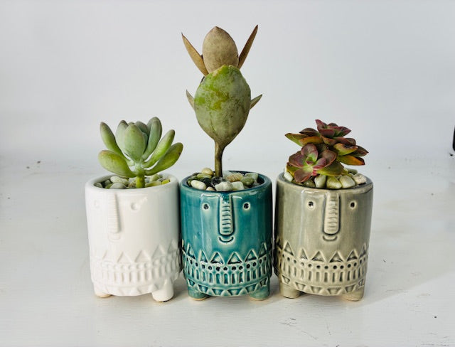 Cottage Farms Direct