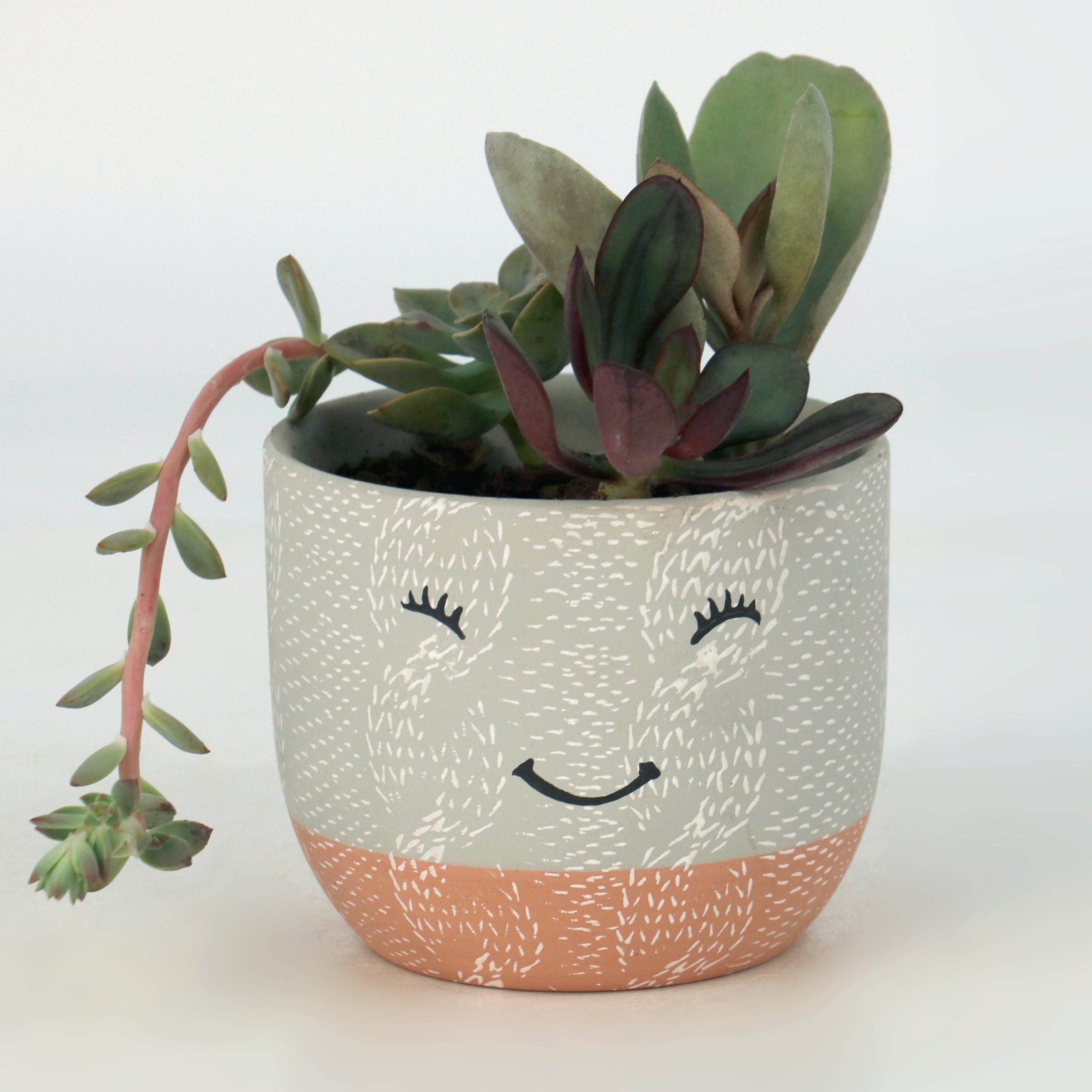 Cottage Farms Direct