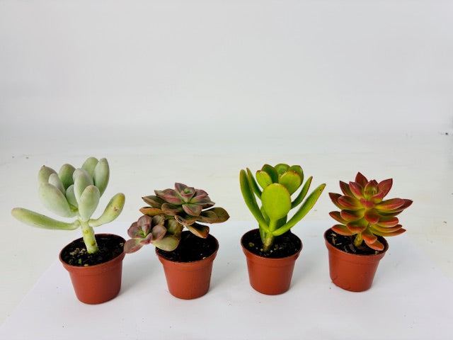 Cottage Farms Direct